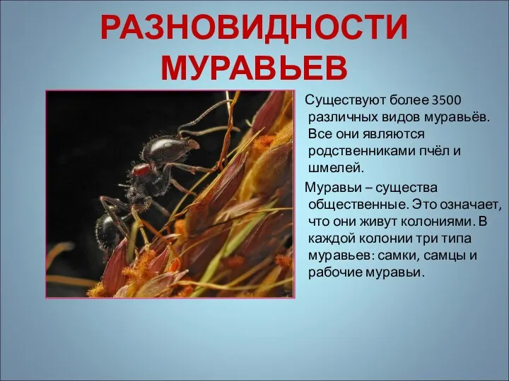 РАЗНОВИДНОСТИ МУРАВЬЕВ Существуют более 3500 различных видов муравьёв. Все они