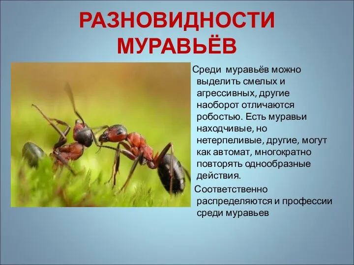 РАЗНОВИДНОСТИ МУРАВЬЁВ Среди муравьёв можно выделить смелых и агрессивных, другие