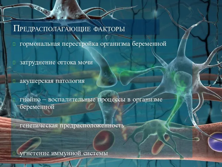 Предрасполагающие факторы гормональная перестройка организма беременной затруднение оттока мочи акушерская