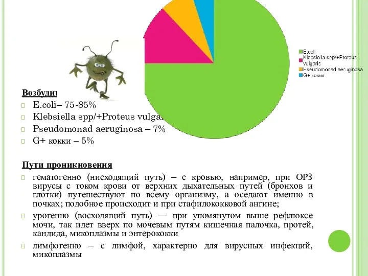 Возбудитли E.coli– 75-85% Klebsiella spp/+Proteus vulgaris– 10-20% Pseudomonad aeruginosa –