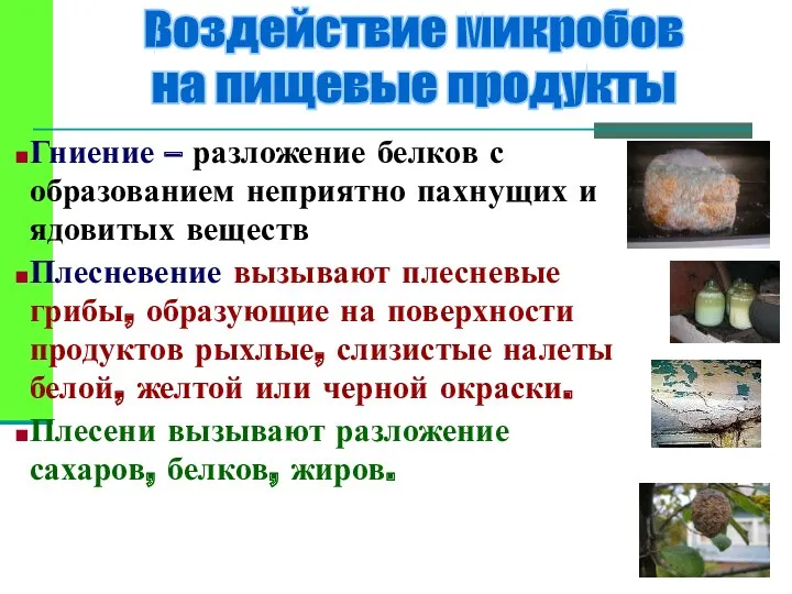 Воздействие микробов на пищевые продукты Гниение – разложение белков с