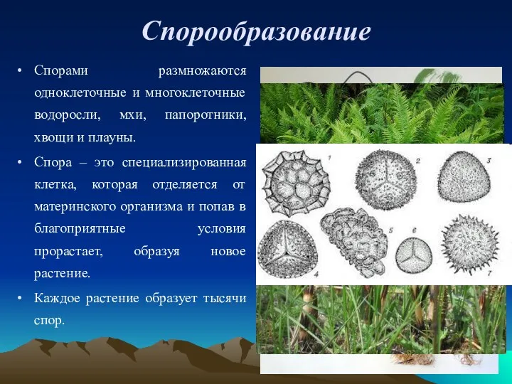 Спорообразование Спорами размножаются одноклеточные и многоклеточные водоросли, мхи, папоротники, хвощи