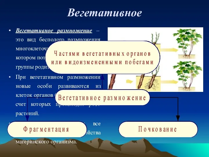 Вегетативное Вегетативное размножение – это вид бесполого размножения многоклеточных организмов,