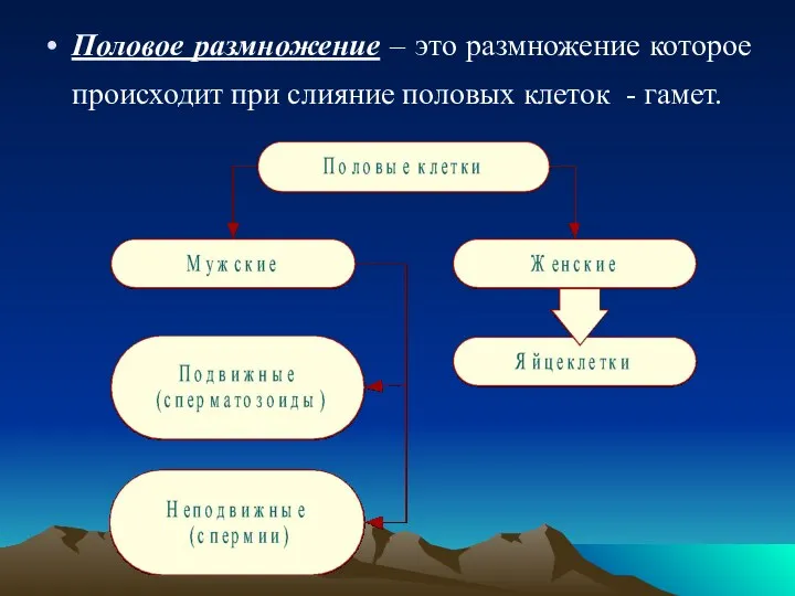 Половое размножение – это размножение которое происходит при слияние половых клеток - гамет.