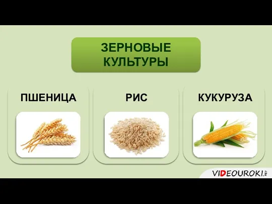 ЗЕРНОВЫЕ КУЛЬТУРЫ ПШЕНИЦА КУКУРУЗА РИС