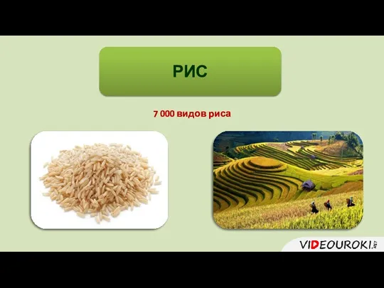 РИС 7 000 видов риса