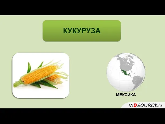 КУКУРУЗА МЕКСИКА