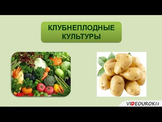 КЛУБНЕПЛОДНЫЕ КУЛЬТУРЫ