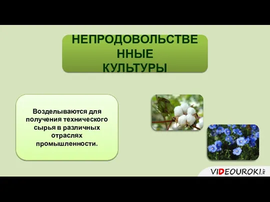 НЕПРОДОВОЛЬСТВЕННЫЕ КУЛЬТУРЫ Возделываются для получения технического сырья в различных отраслях промышленности.