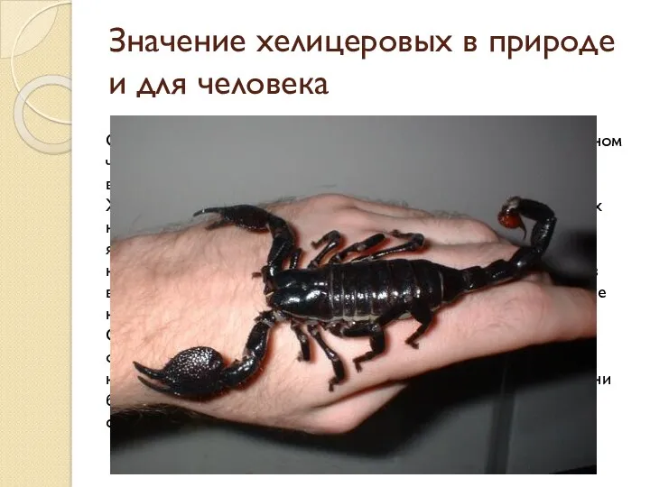 Значение хелицеровых в природе и для человека Скорпионы ядовиты, яд накапливается в их