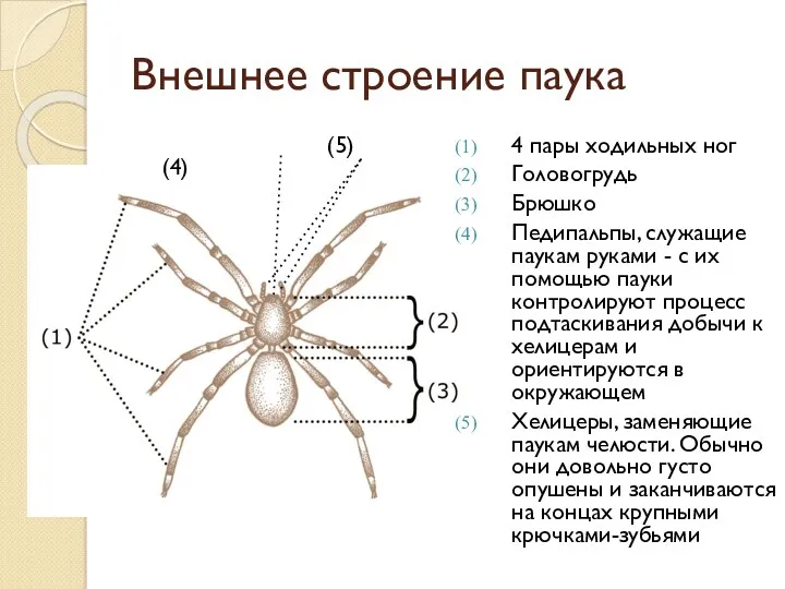 Внешнее строение паука (5) (4) 4 пары ходильных ног Головогрудь Брюшко Педипальпы, служащие