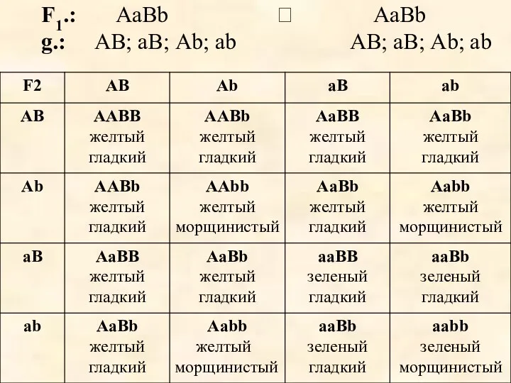 F1.: АаВb ? АаВb g.: АВ; аВ; Аb; ab АВ; аВ; Аb; ab