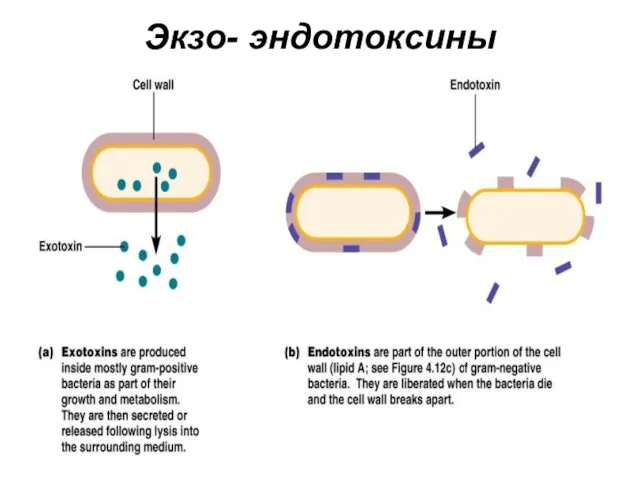 Экзо- эндотоксины