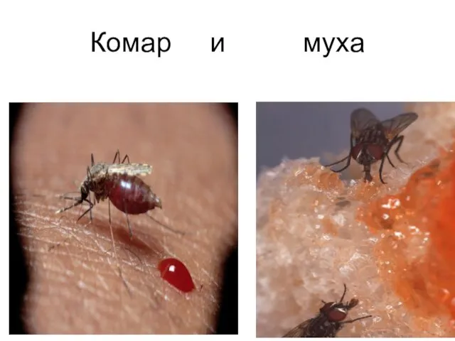 Комар и муха