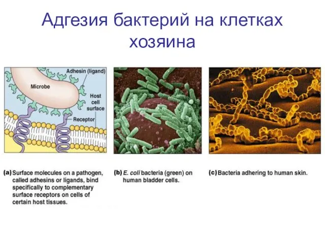 Адгезия бактерий на клетках хозяина