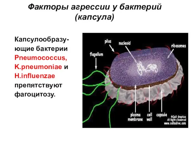 Факторы агрессии у бактерий (капсула) Капсулообразу-ющие бактерии Pneumococcus, K.pneumoniae и H.influenzae препятствуют фагоцитозу.