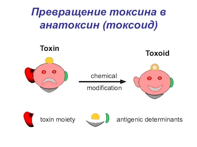 Превращение токсина в анатоксин (токсоид) Toxin