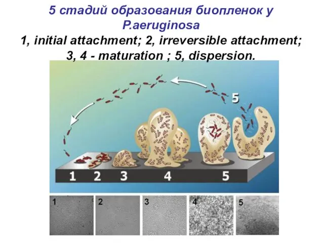 5 стадий образования биопленок у P.aeruginosa 1, initial attachment; 2,