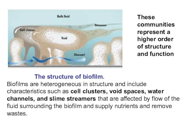 These communities represent a higher order of structure and function