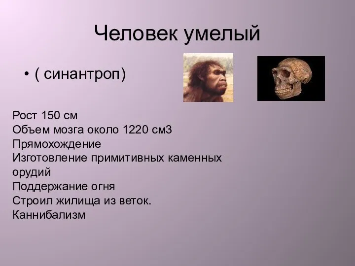 Человек умелый ( синантроп) Рост 150 см Объем мозга около