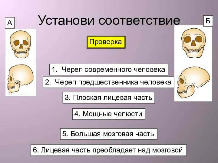 Установи соответствие 1. Череп современного человека 2. Череп предшественника человека