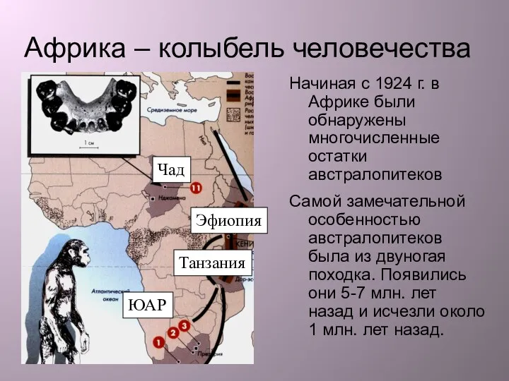 Африка – колыбель человечества Начиная с 1924 г. в Африке