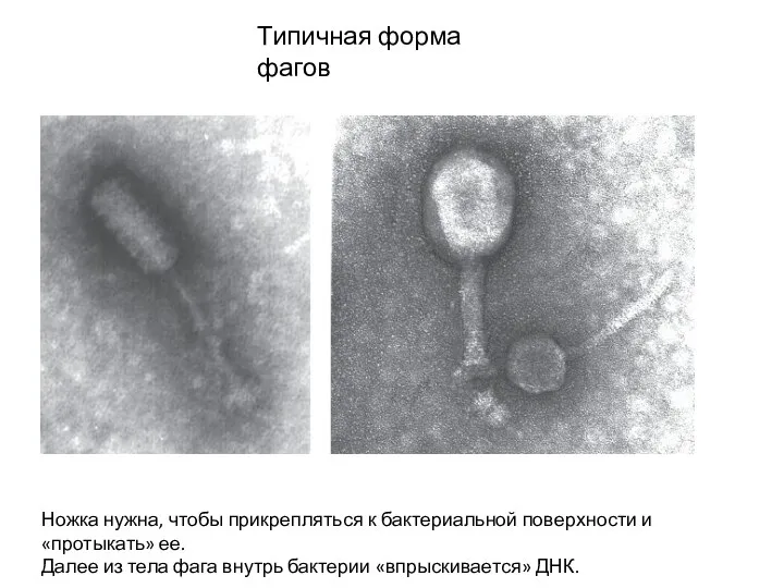 Типичная форма фагов Ножка нужна, чтобы прикрепляться к бактериальной поверхности и «протыкать» ее.