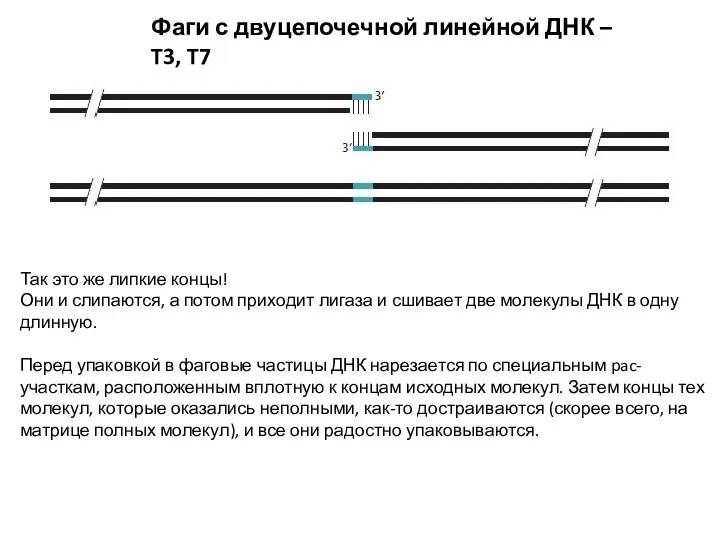 Фаги с двуцепочечной линейной ДНК – T3, T7 Так это