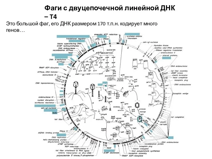 Фаги с двуцепочечной линейной ДНК – T4 Это большой фаг,