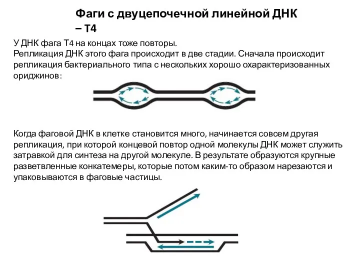 Фаги с двуцепочечной линейной ДНК – T4 У ДНК фага Т4 на концах