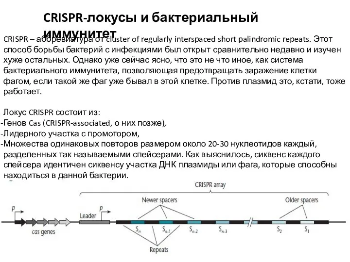 CRISPR-локусы и бактериальный иммунитет CRISPR – аббревиатура от cluster of regularly interspaced short