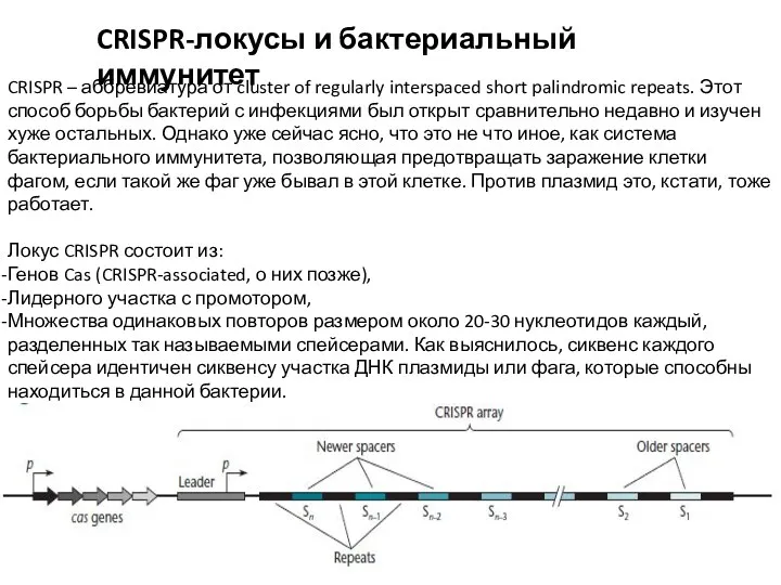 CRISPR-локусы и бактериальный иммунитет CRISPR – аббревиатура от cluster of