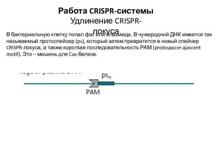 Работа CRISPR-системы Удлинение CRISPR-локуса В бактериальную клетку попал фаг или плазмида. В чужеродной