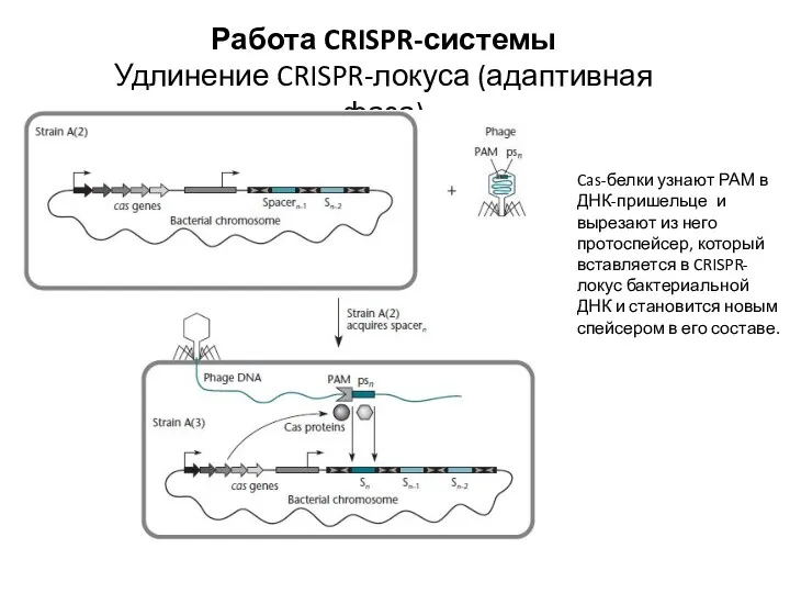 Работа CRISPR-системы Удлинение CRISPR-локуса (адаптивная фаза) Cas-белки узнают РАМ в