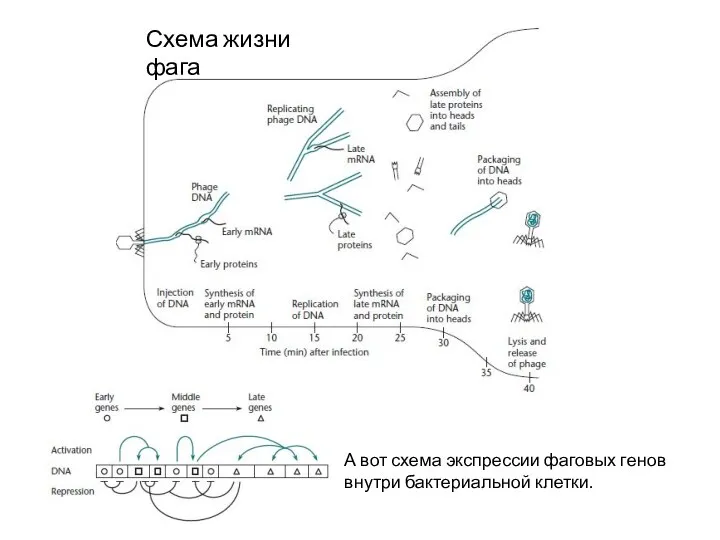 Схема жизни фага А вот схема экспрессии фаговых генов внутри бактериальной клетки.