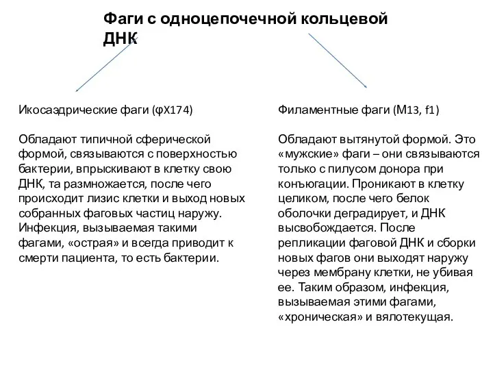 Фаги с одноцепочечной кольцевой ДНК Икосаэдрические фаги (φX174) Обладают типичной