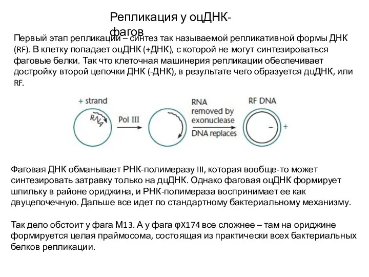 Репликация у оцДНК-фагов Первый этап репликации – синтез так называемой