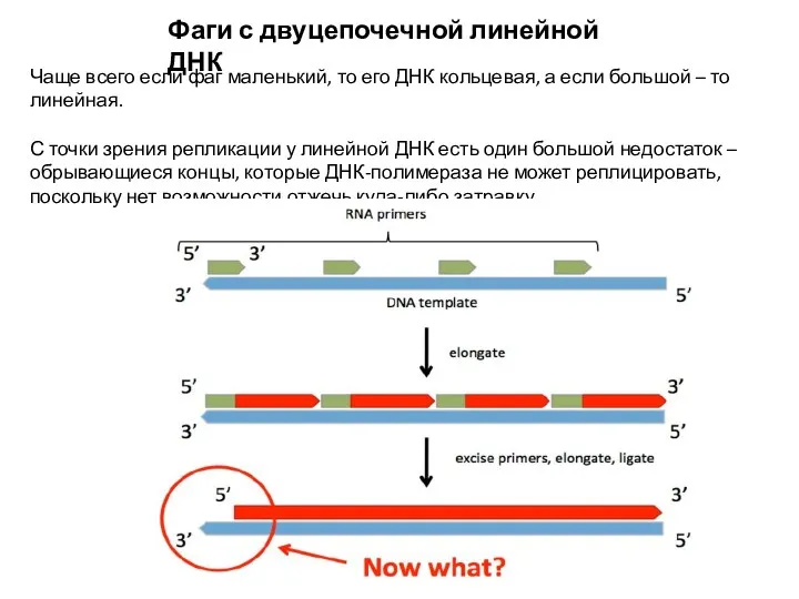 Фаги с двуцепочечной линейной ДНК Чаще всего если фаг маленький, то его ДНК