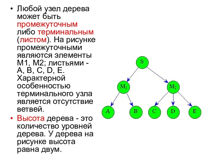 Любой узел дерева может быть промежуточным либо терминальным (листом). На