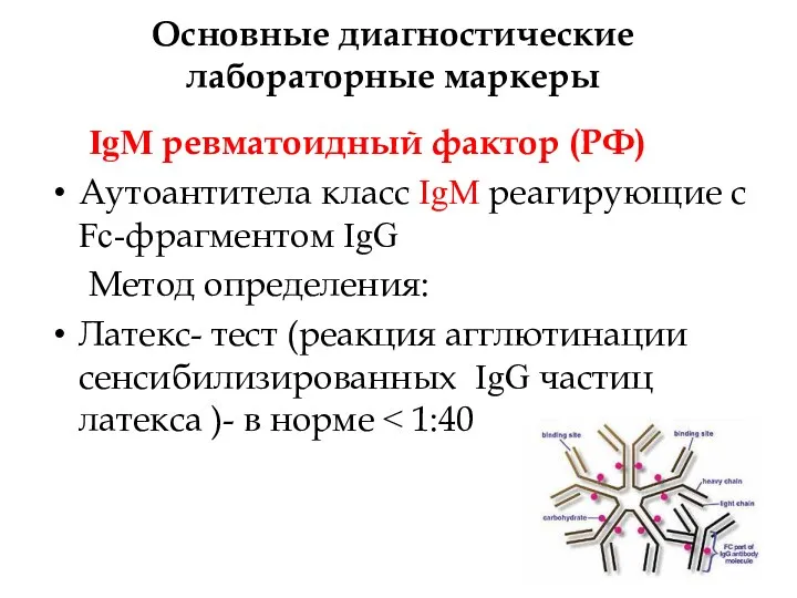 Основные диагностические лабораторные маркеры IgM ревматоидный фактор (РФ) Аутоантитела класс IgM реагирующие с