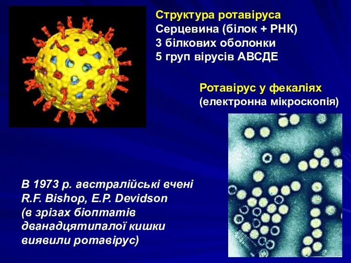 Ротавірус у фекаліях (електронна мікроскопія) Структура ротавіруса Серцевина (білок +