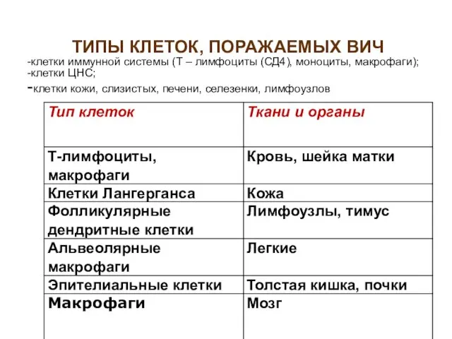 ТИПЫ КЛЕТОК, ПОРАЖАЕМЫХ ВИЧ -клетки иммунной системы (Т – лимфоциты