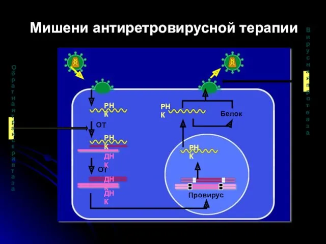 ОТ Провирус Белок РНК РНК ОТ РНК РНК ДНК ДНК ДНК Мишени антиретровирусной