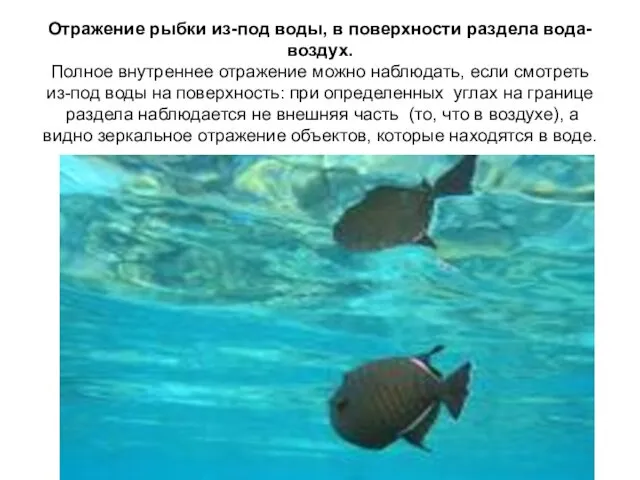 Отражение рыбки из-под воды, в поверхности раздела вода-воздух. Полное внутреннее