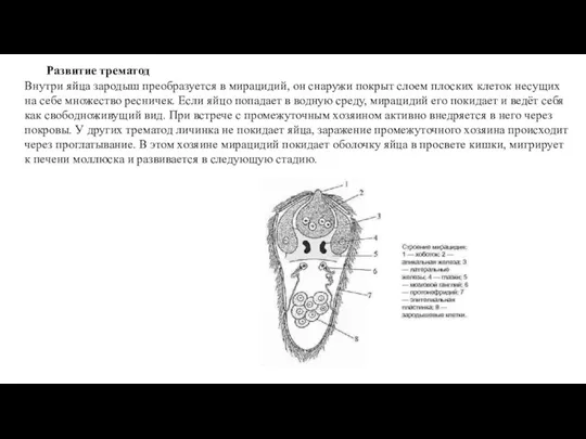 Развитие трематод Внутри яйца зародыш преобразуется в мирацидий, он снаружи