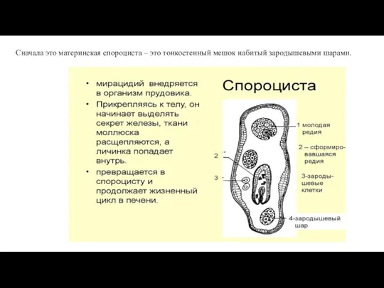 Сначала это материнская спороциста – это тонкостенный мешок набитый зародышевыми шарами.