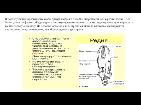 В последующим зародышевые шары превращаются в дочерни спороцисты или в