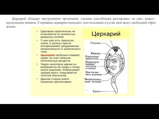 Церкарий обладает внутренними органными, глазами способными реагировать на свет, кожно-