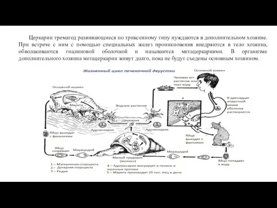 Церкарии трематод развивающиеся по триксенному типу нуждаются в дополнительном хозяине.