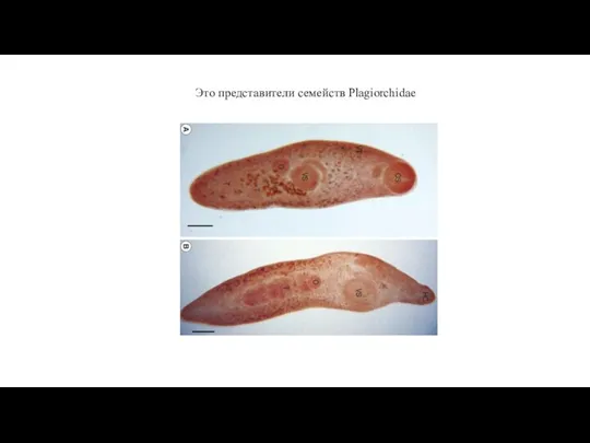 Это представители семейств Plagiorchidae